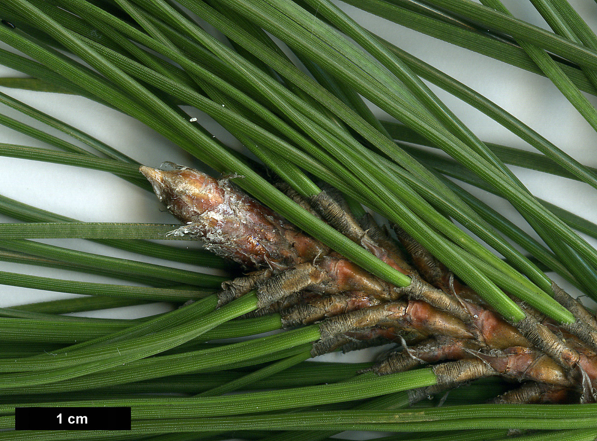 High resolution image: Family: Pinaceae - Genus: Pinus - Taxon: nigra - SpeciesSub: subsp. pallasiana var. pyramidata